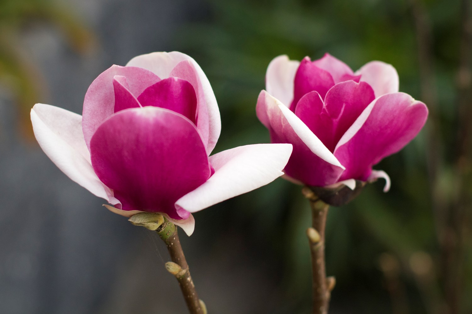 magnolia cameo planting instructions