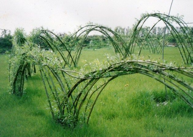 living willow weaving instructions