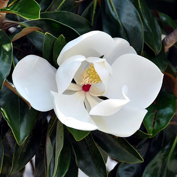magnolia cameo planting instructions